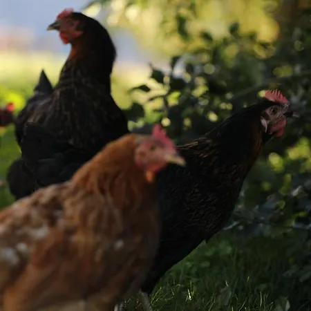 Wiesenhof - & Weitblick Ueber - Ladestation Fuer Elektroautos * Innsbruck